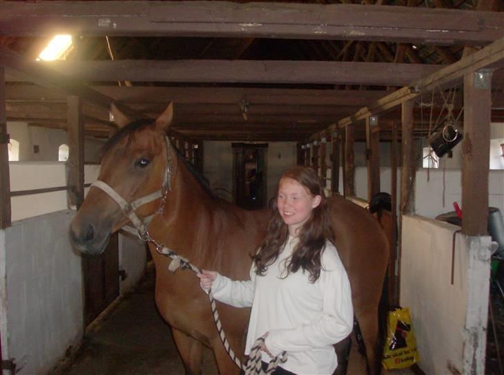 Anden særlig race Chiquitha R.I.P minskath† - Har lige hentet hende fra fold, og skal til at gøre hende klar til ringridning:)<3 billede 14