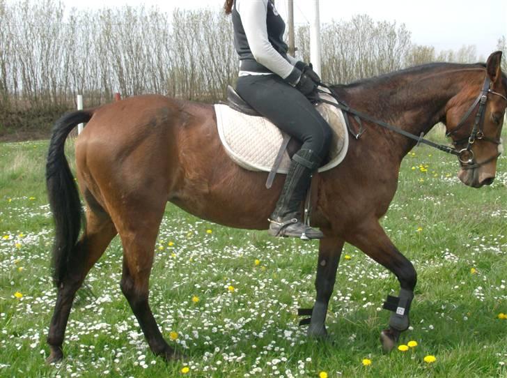 Anden særlig race Chiquitha R.I.P minskath† billede 15