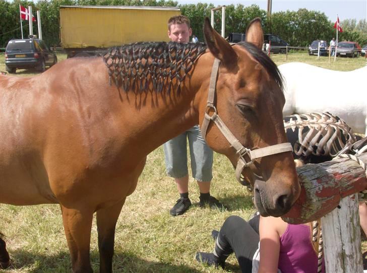 Anden særlig race Chiquitha R.I.P minskath† - Hun er ved at falde i søvn, i pausen til ringridning:) billede 17