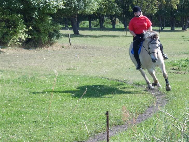 Fjordhest Max billede 4
