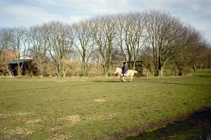 Fjordhest Max billede 5