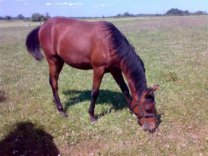 Arabisk fuldblod (OX) Kozak  - »min dejlige pony (L). billede 13