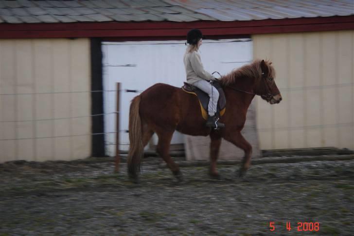 Islænder Laki *Solgt* :'( billede 12