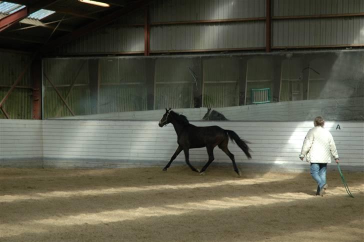 Dansk Varmblod Dane-Vangs Rafinel - skulle lige vise sig lidt (:  billede 6