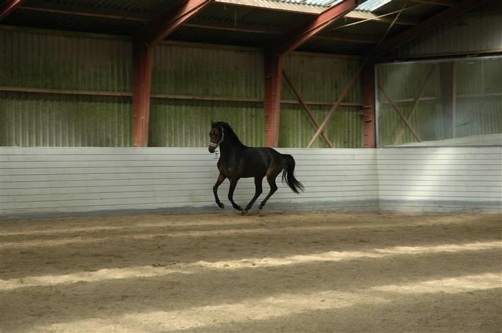 Dansk Varmblod Dane-Vangs Rafinel billede 10