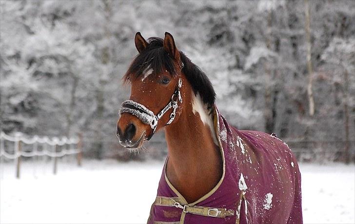 Pinto Felecia <3 - Velkommen til min profil :D foto: Sanne Kolind billede 1