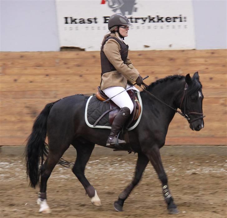 Anden særlig race Torpegårds Master SOLGT / - Mig og Master i Ikast billede 18