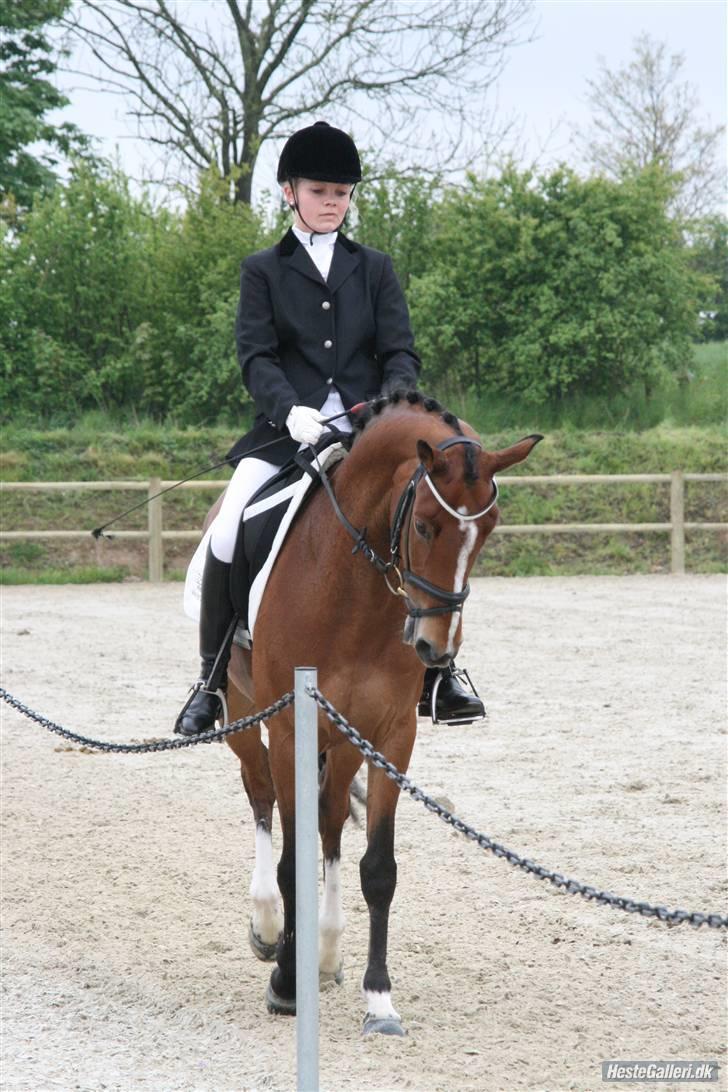 Welsh Pony af Cob-type (sec C) Kielshoop Honey Starlight - NYT landsstævne i middelfart :D billede 13