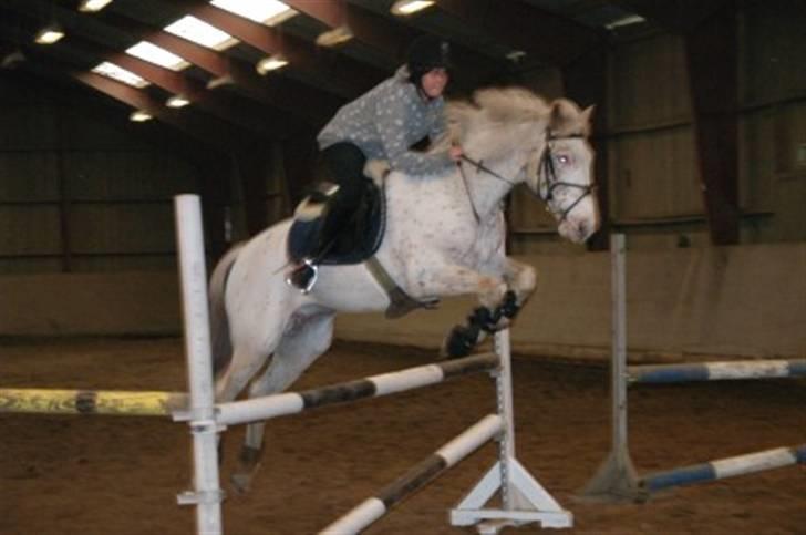 Knabstrupper La' Bravo - *Solgt* billede 11