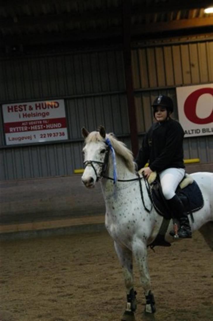 Knabstrupper La' Bravo - *Solgt* billede 12