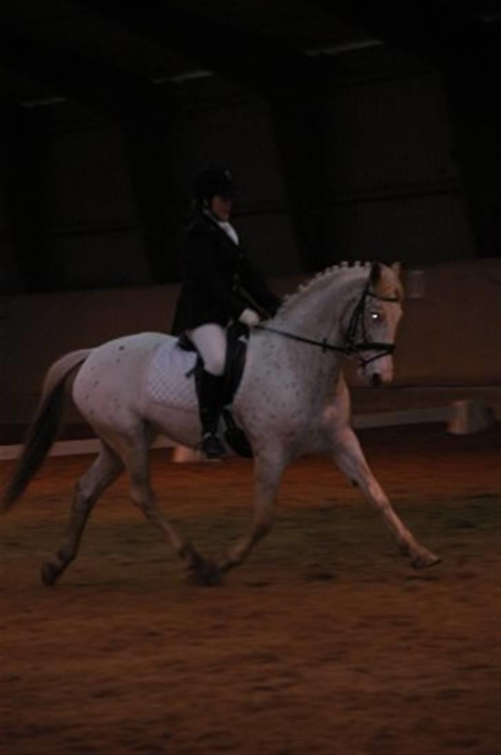 Knabstrupper La' Bravo - *Solgt* billede 13