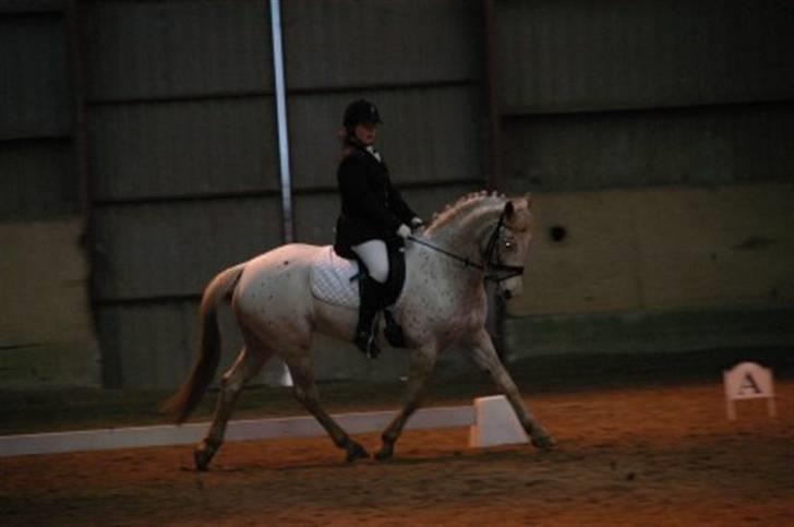 Knabstrupper La' Bravo - *Solgt* billede 14