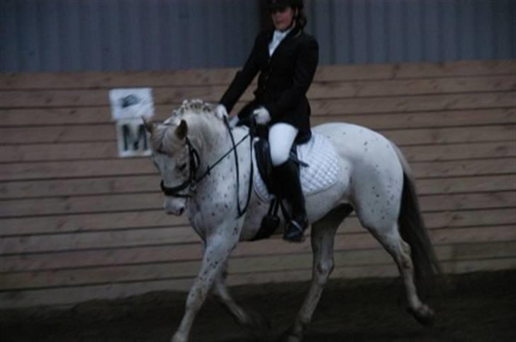 Knabstrupper La' Bravo - *Solgt* billede 15