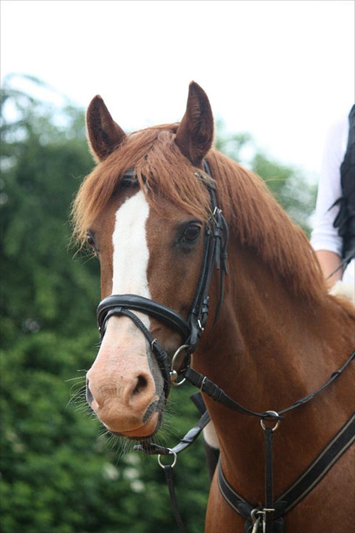 Sportsaraber (A) Sandy billede 15