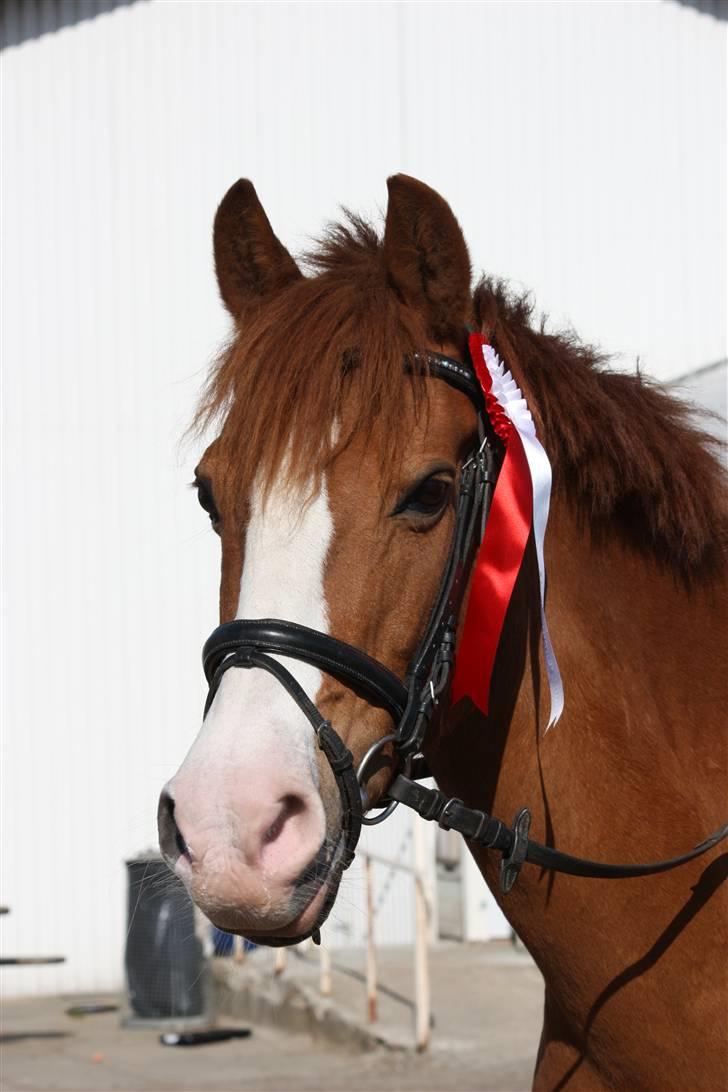 Sportsaraber (A) Sandy - klassevinder LC spring - 2009 (taget i 2010) billede 16