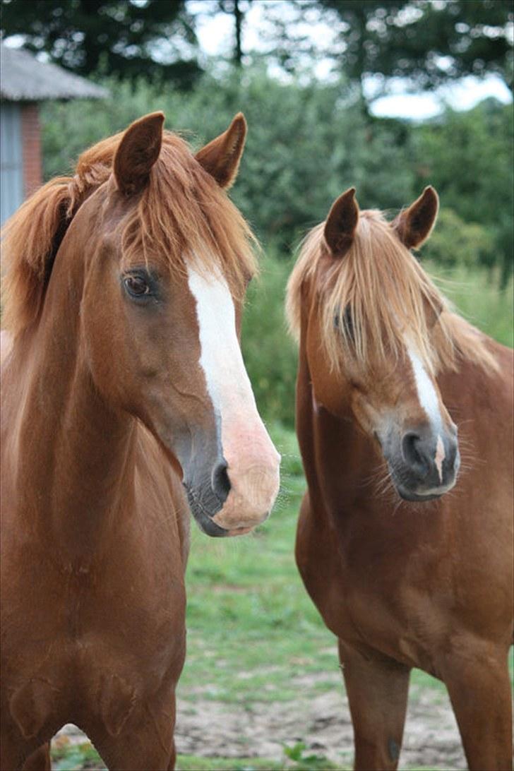 Sportsaraber (A) Sandy - Sandy og Buster på fold 2010 billede 18