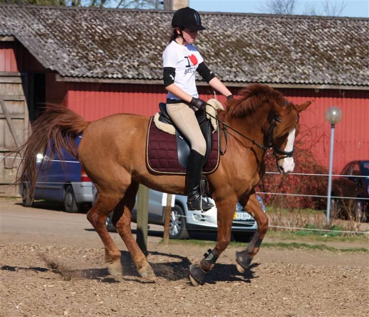 Sportsaraber (A) Sandy billede 19