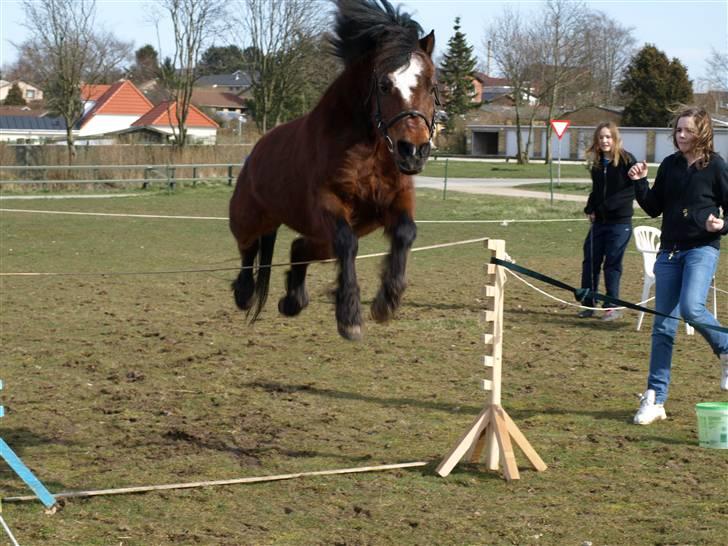 Anden særlig race Sigurd Olsen - Sigurd springer 1 m, han kan hoppe højt, hva? :) Det er en pind. Taget af matie. billede 4