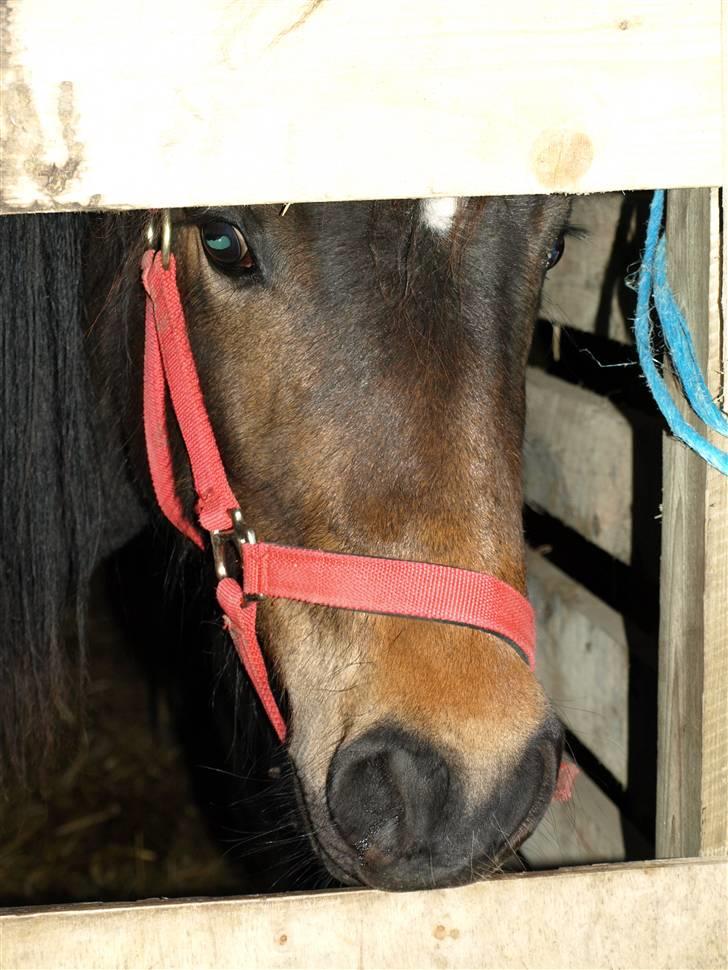 New Forest Riddersholms Silke  - Uhh, kan lige kigge igennem, men det er sgu lidt hårdt billede 14