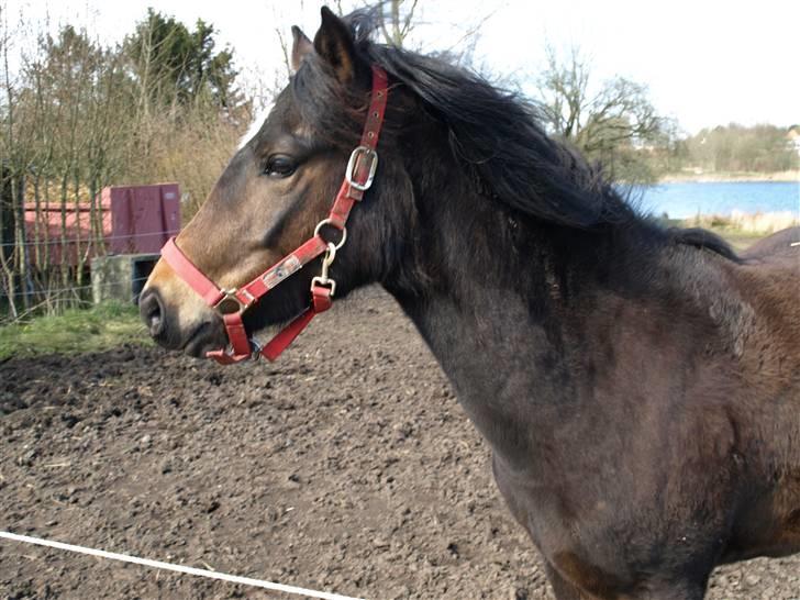 New Forest Riddersholms Silke  - 15) Jeg bliver skam fotomodel i mit næste liv :P billede 15