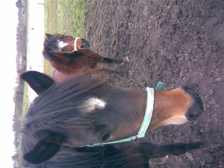 New Forest Riddersholms Silke  - 16) Er sgu da bare smuk :D billede 16