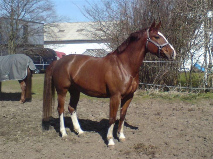 Dansk Varmblod Egely's Lucky Lady - So sweet, so Beautiful!!  billede 3
