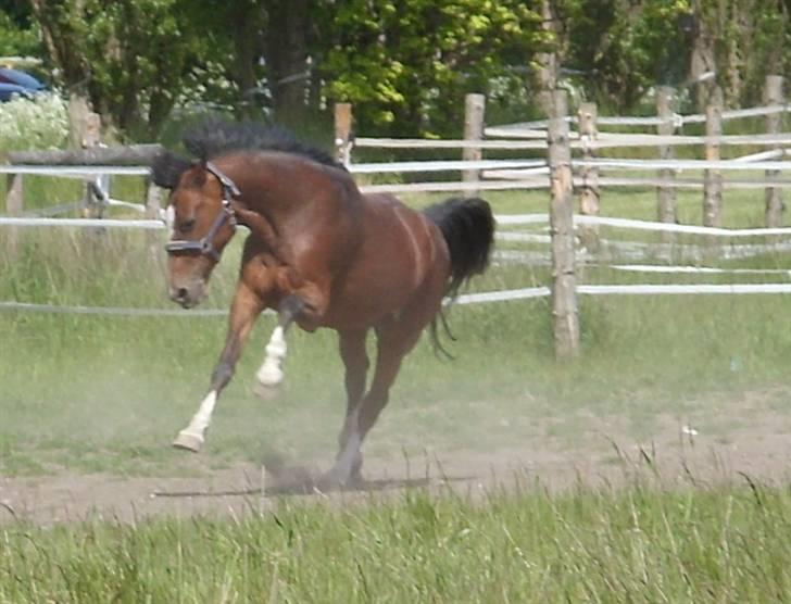 Hackney Duke of Hazard - vildhesten (: på folden ,  billede 8