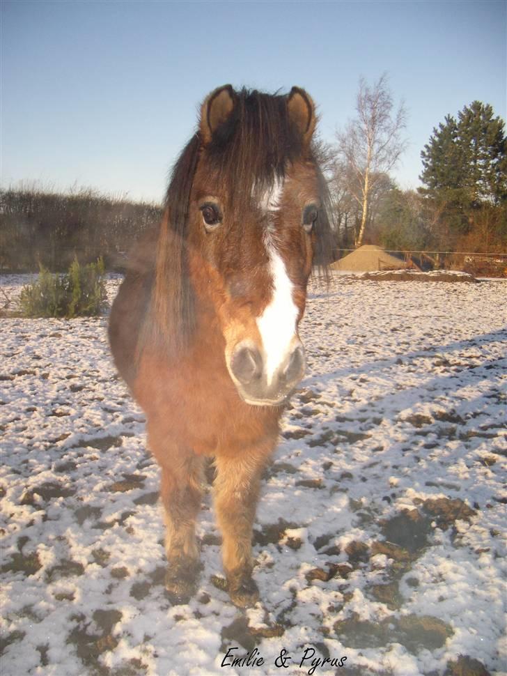 Anden særlig race Pyrus billede 15