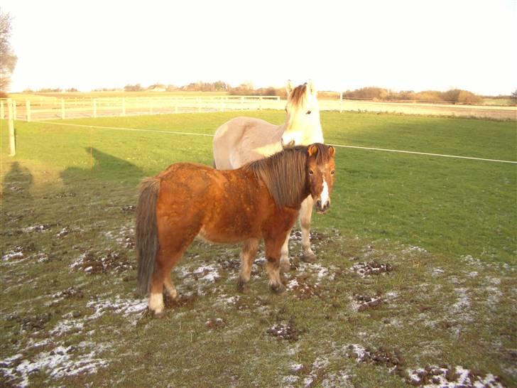 Anden særlig race Pyrus - Nurh d; billede 17
