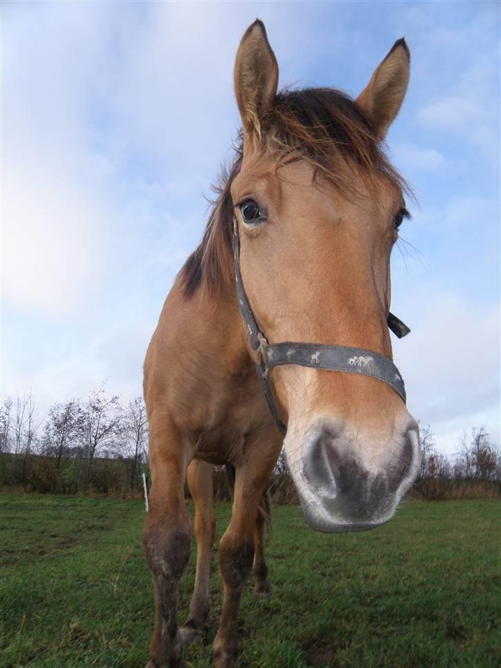 Oldenborg /Fjordhest "Max" billede 13