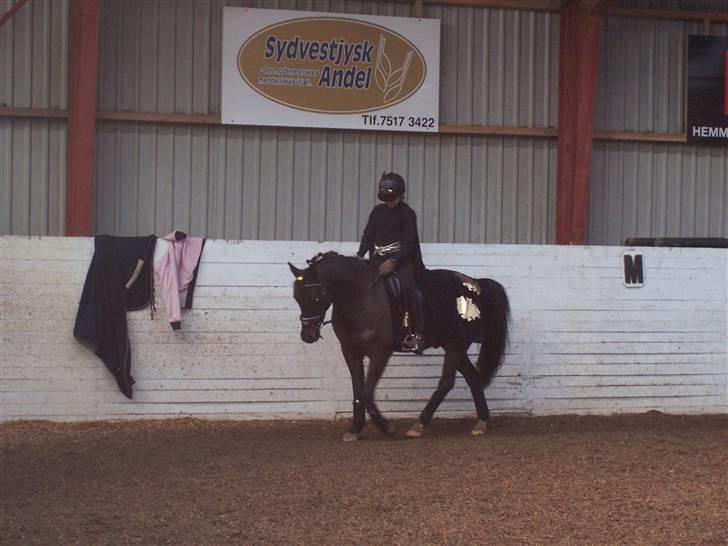 New Forest Hamborgs Amistar (solgt) billede 2