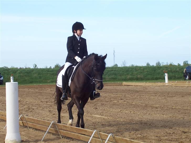 New Forest Hamborgs Amistar (solgt) - dressur<3 billede 4