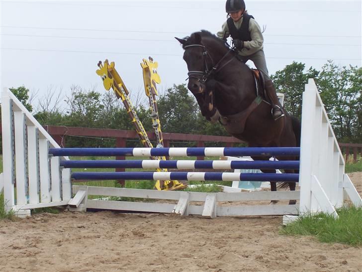 New Forest Hamborgs Amistar (solgt) - ami og lotte trippelbar. billede 8