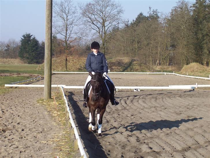 New Forest Hamborgs Amistar (solgt) - ami på vej ud i en kontraversade billede 13