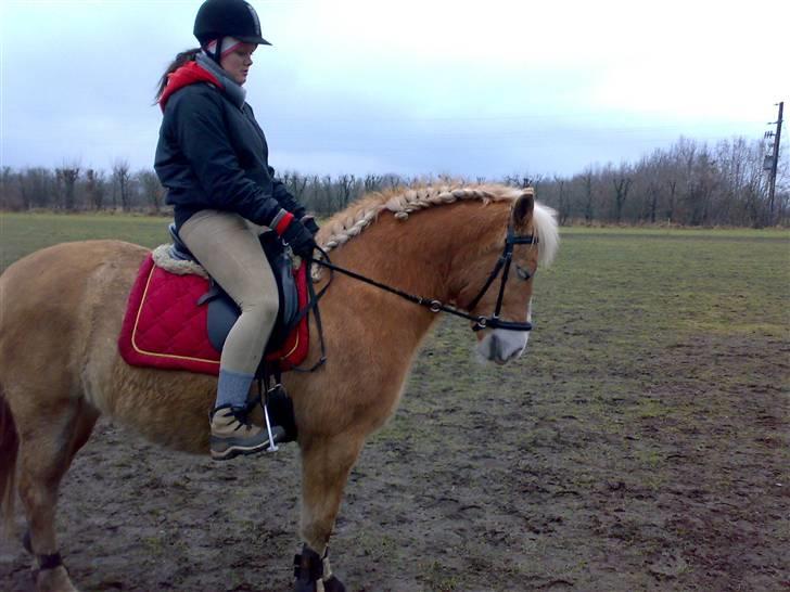 Anden særlig race  Miss Jade  SOLGT - Min datter Camilla rider bidløs på Jade for første gang. Og det gik bare godt. :o) billede 14