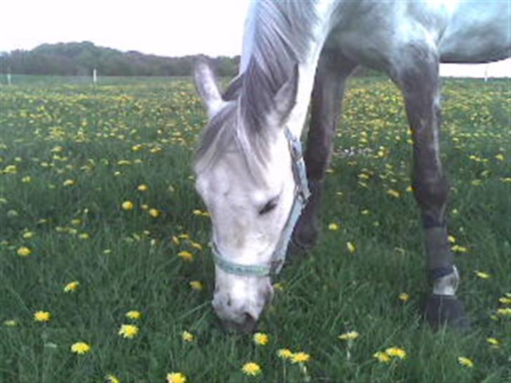 Anden særlig race Lykkelundens Moon Magic  - Nyt på den måde at det lige er sat ind. men ellers gammelt billede. men smukt! Elsker dig stadig og savner dig gille<3 altid elsket! billede 18