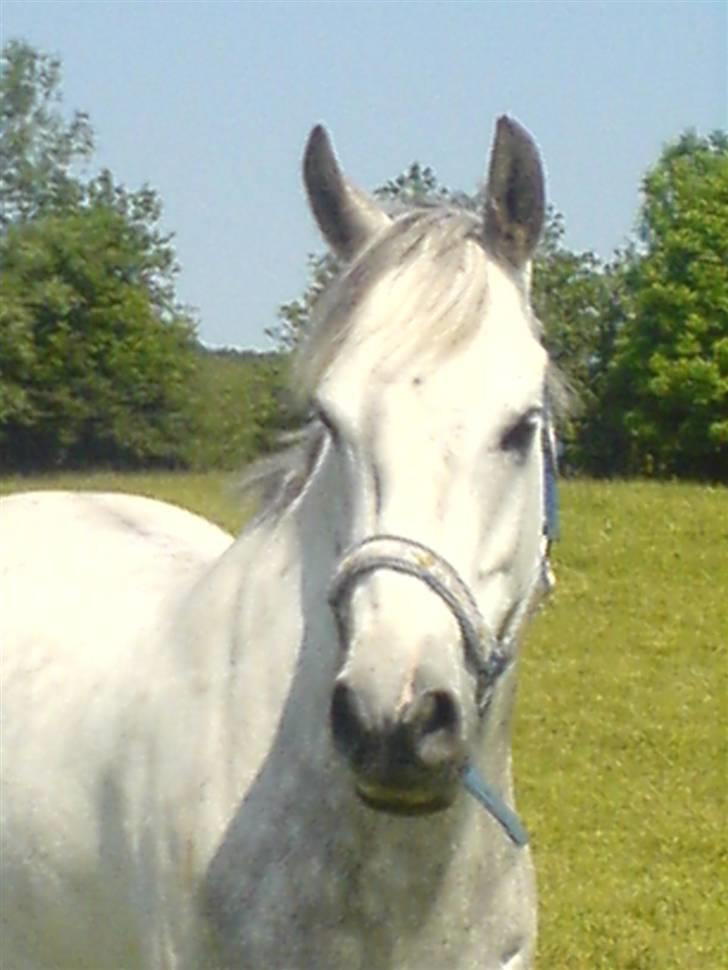 Anden særlig race Lykkelundens Moon Magic  billede 19