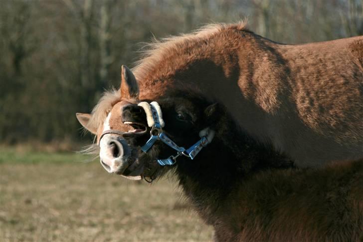 Shetlænder MAX - Max og Jade :o) billede 14