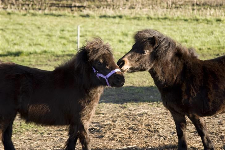Shetlænder MAX - Her er jeg sammen med Ronja, hun er bare så sød. :o) billede 15