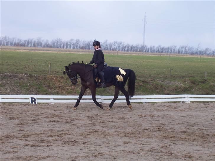 New Forest Hamborgs Amistar (solgt) - opvarmning<3 billede 17