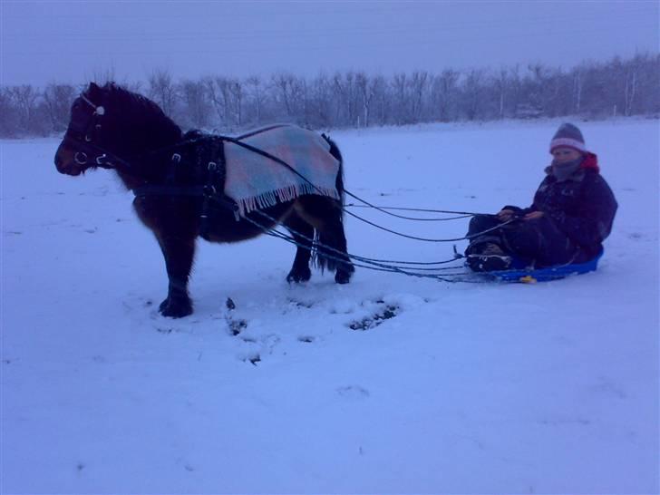 Shetlænder MAX - Camilla får en lille tur i slæden og Max syntes det var sjovt. :o) billede 16