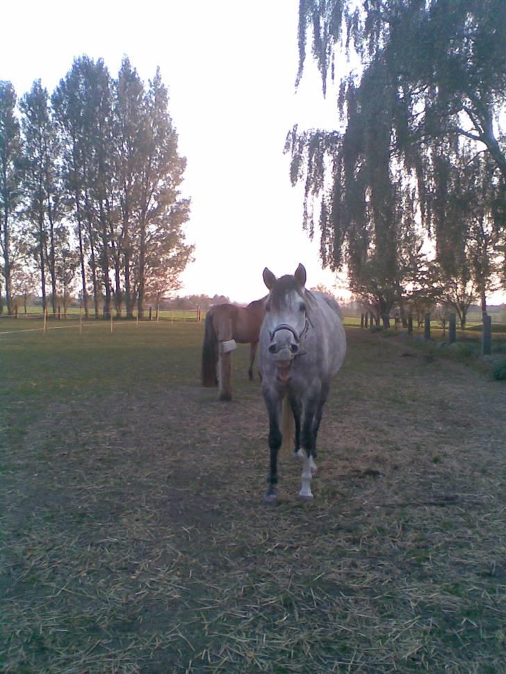 Anden særlig race                    Pennie - Det hotte billede er af penny ! Taget af den hotte Phe<3 ! billede 3