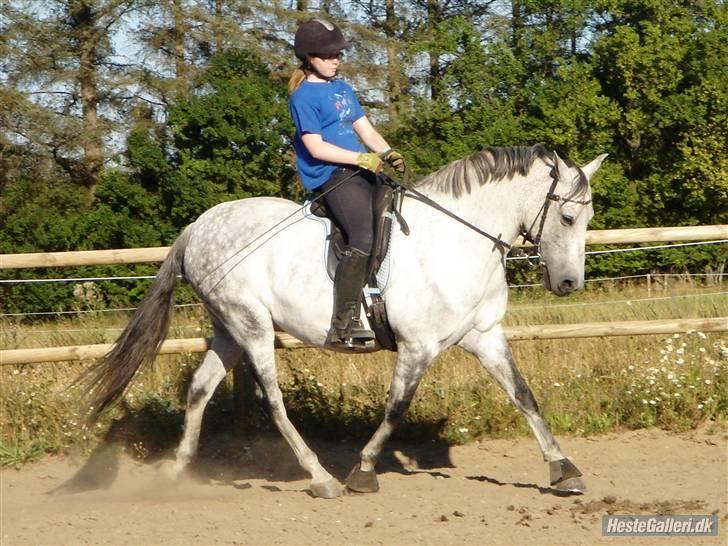 Anden særlig race Rumbero - Undervisning ved Rikke 29/7-08 Foto: Anne MD billede 13