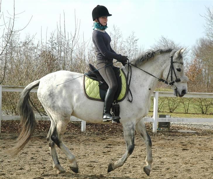 Anden særlig race Rumbero - Foto: Charlotte Graversgaard billede 7