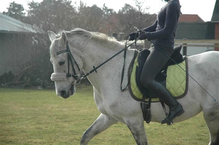 Anden særlig race Rumbero - Foto: Charlotte Ceejay billede 20