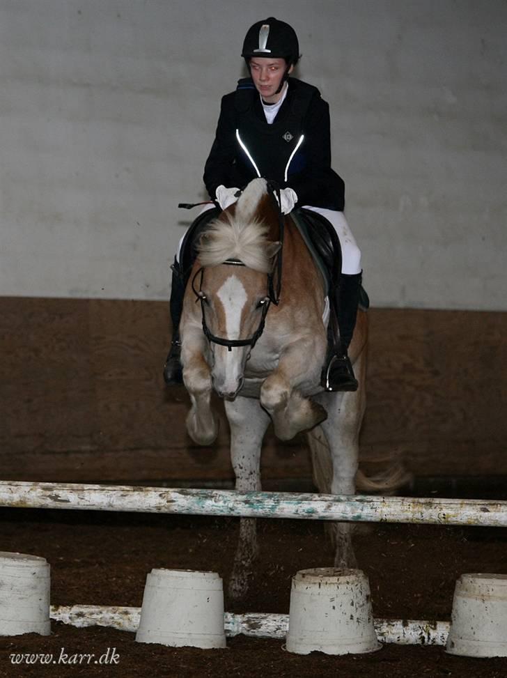 Haflinger Balder Gl. Halvpart billede 15