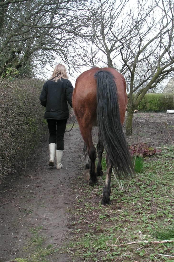 Anden særlig race Zargo - Linda er en ung pige som hjælper mig med hestene en gang om ugen, her er hun og Zargo på vej til folden for at træne. Jeg glæder mig til min ridebane er færdig :) billede 10