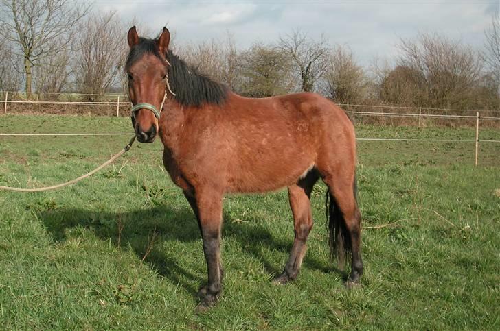 Anden særlig race Zargo - Og så lige et opstillings billede til ære for fotografen, han er lidt pjusket pt pga fældning af den lange vinterpels. billede 11