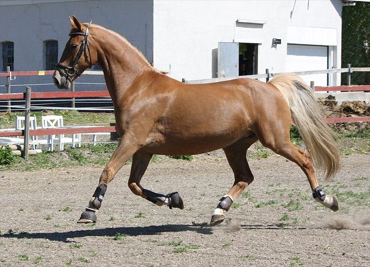 Dutch Harness  Serafina -  Fotograf: Mig selv billede 13