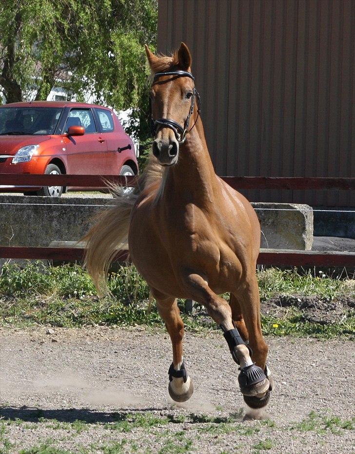 Dutch Harness  Serafina - Fotograf: Mig selv.. billede 17
